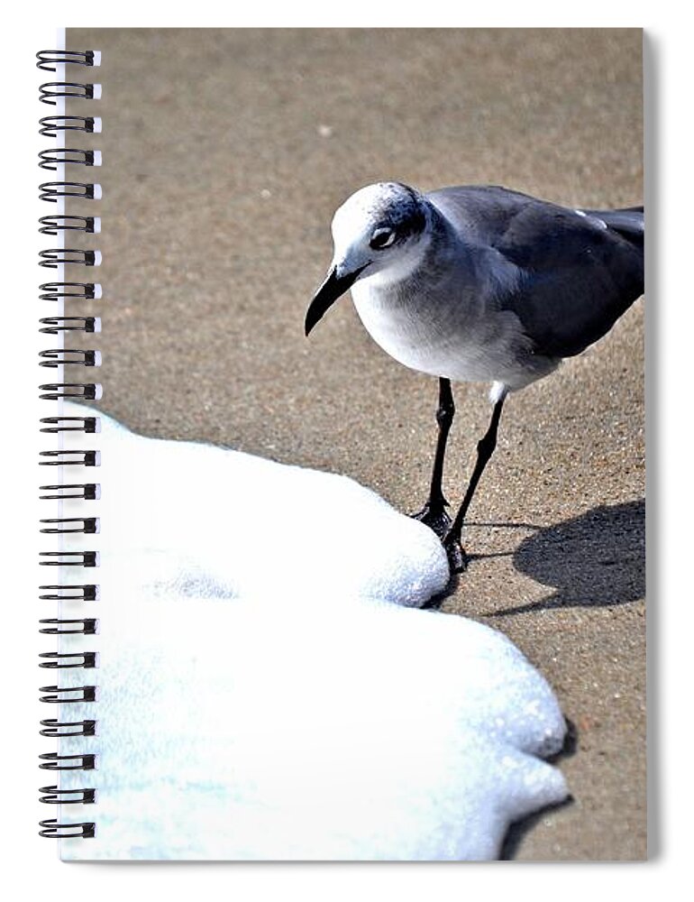 Seagull Spiral Notebook featuring the photograph I'll Just Stick My Toes In by Tara Potts