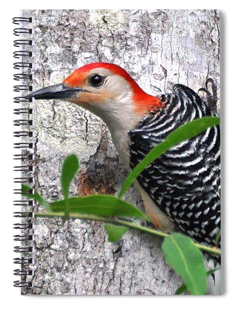 Woodpecker Spiral Notebook featuring the photograph I'm So Handsome - Red Bellied Woodpecker by Kathy Baccari