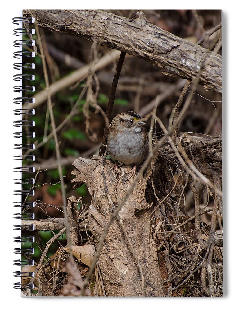 Bird Spiral Notebook featuring the photograph Immature White-Throated Sparrow by Donna Brown