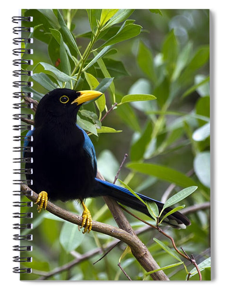 Bird Spiral Notebook featuring the photograph Immature Yucatan Jay by Teresa Zieba