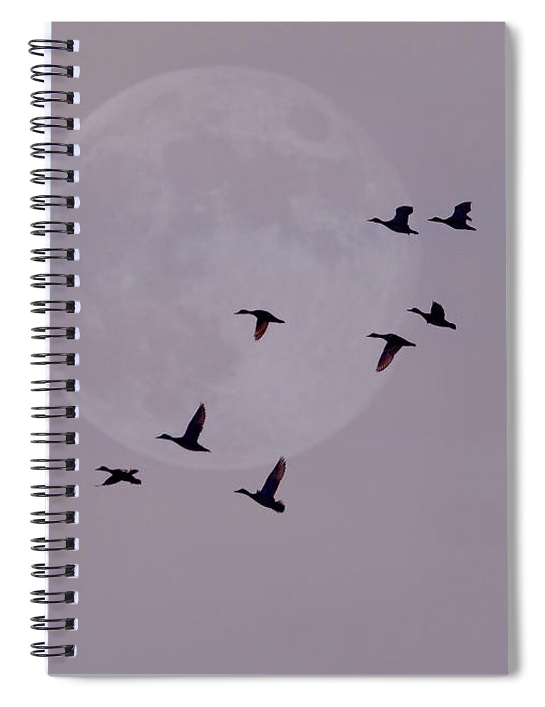 Birds Spiral Notebook featuring the photograph In Competition With The Moon by Kathy Baccari