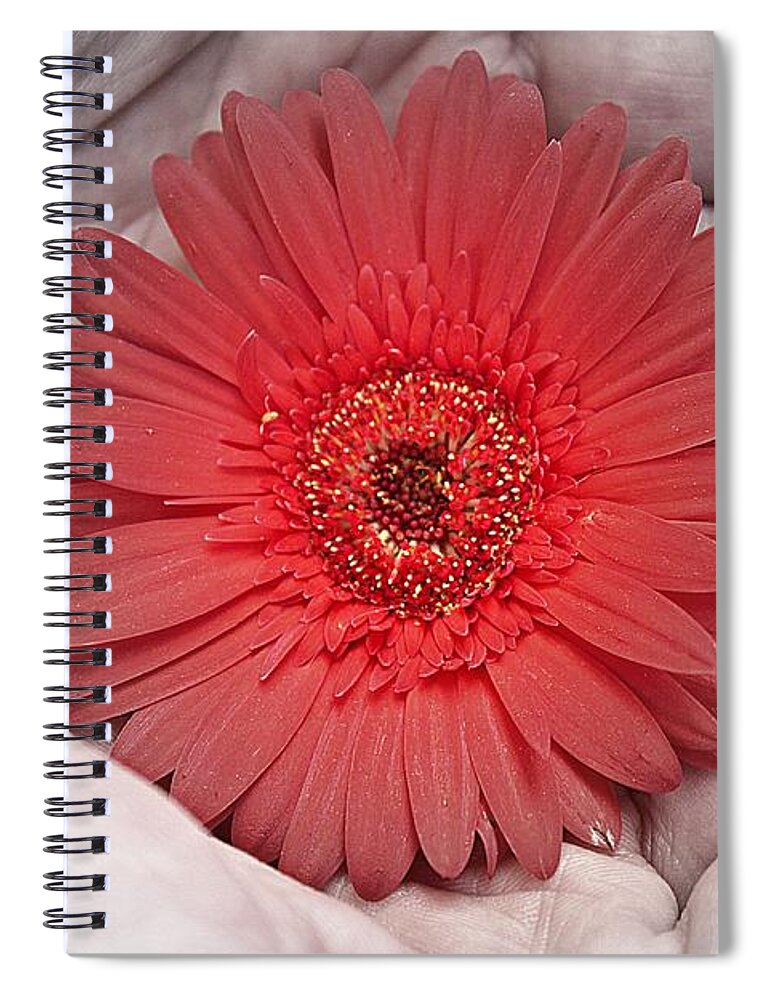 Gerbera Spiral Notebook featuring the photograph In Strong Hands by Clare Bevan