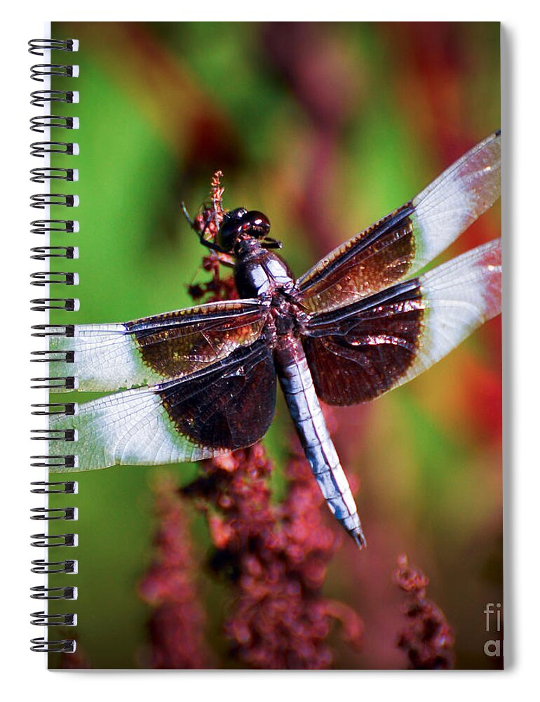 Dragonfly Spiral Notebook featuring the photograph In The Red by Kerri Farley