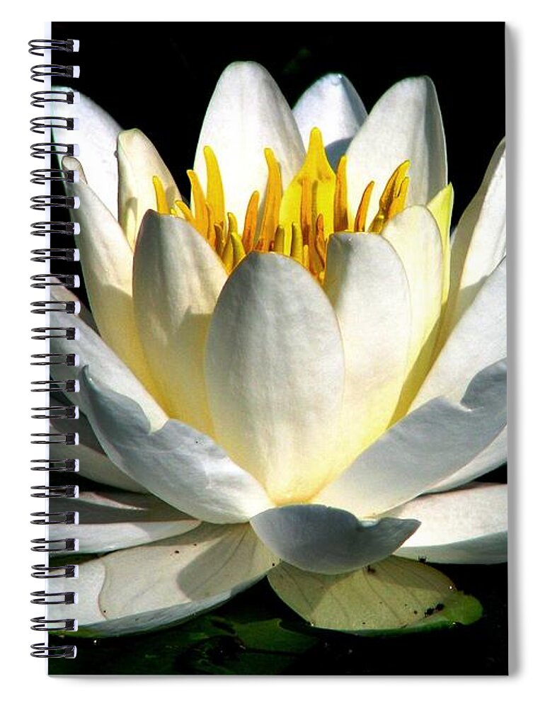 White Waterlilies Spiral Notebook featuring the photograph In The Still Of The Night by Angela Davies
