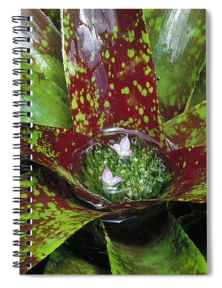 00202382 Spiral Notebook featuring the photograph Inca Bromeliad Detail by Gerry Ellis