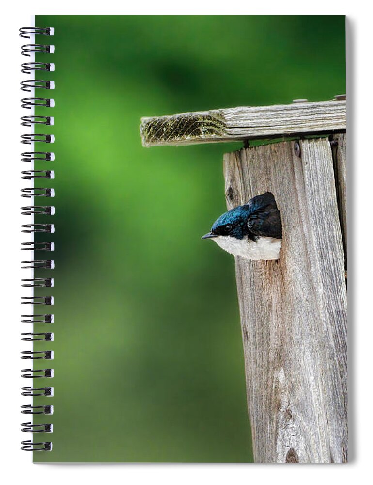 Bird Spiral Notebook featuring the photograph Indecision by Jai Johnson