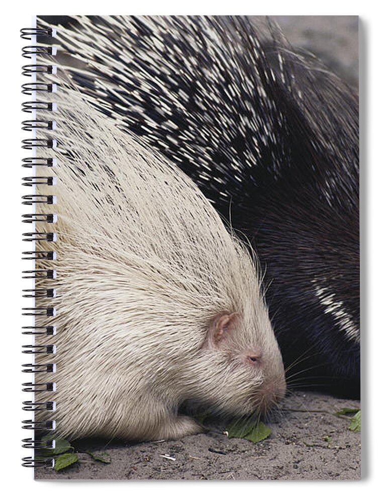 Nature Spiral Notebook featuring the photograph Indian-crested Porcupines Normal by Tom McHugh