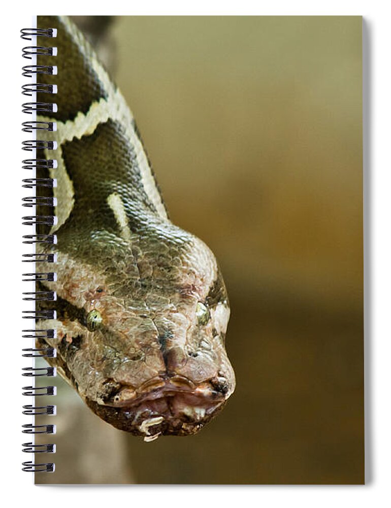 Shimoga Spiral Notebook featuring the photograph Indian Python by SAURAVphoto Online Store