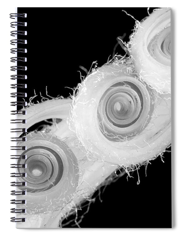 Plant Spiral Notebook featuring the photograph Infrared Sago Palm by Patricia Schaefer