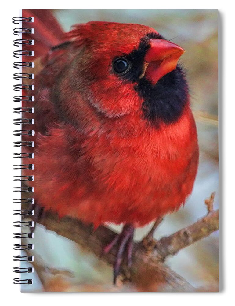 Wildlife Spiral Notebook featuring the photograph Inquisitive Cardinal by Dale Kauzlaric
