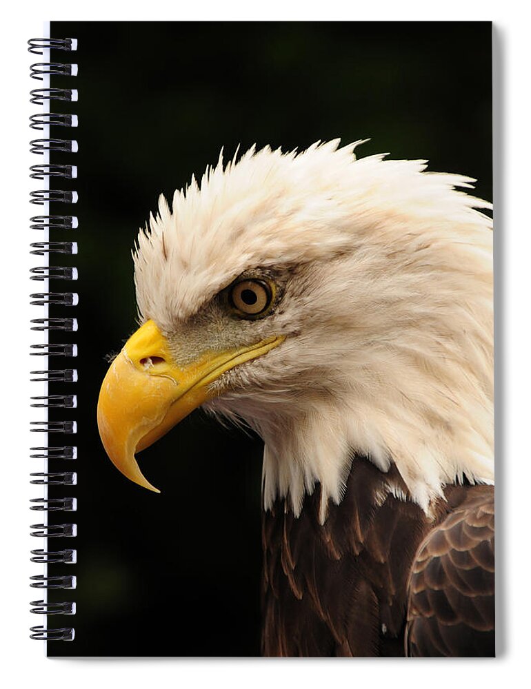 Eagle Spiral Notebook featuring the photograph Intense Stare by Mike Martin