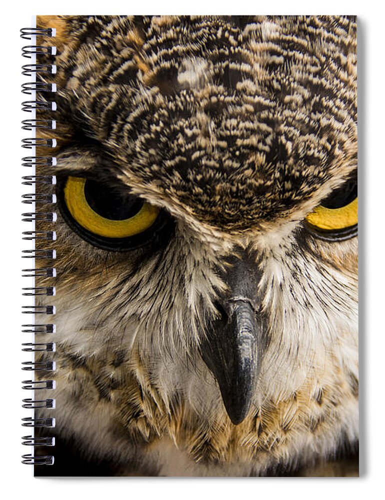 Birds Spiral Notebook featuring the photograph Intensity by Kathi Isserman