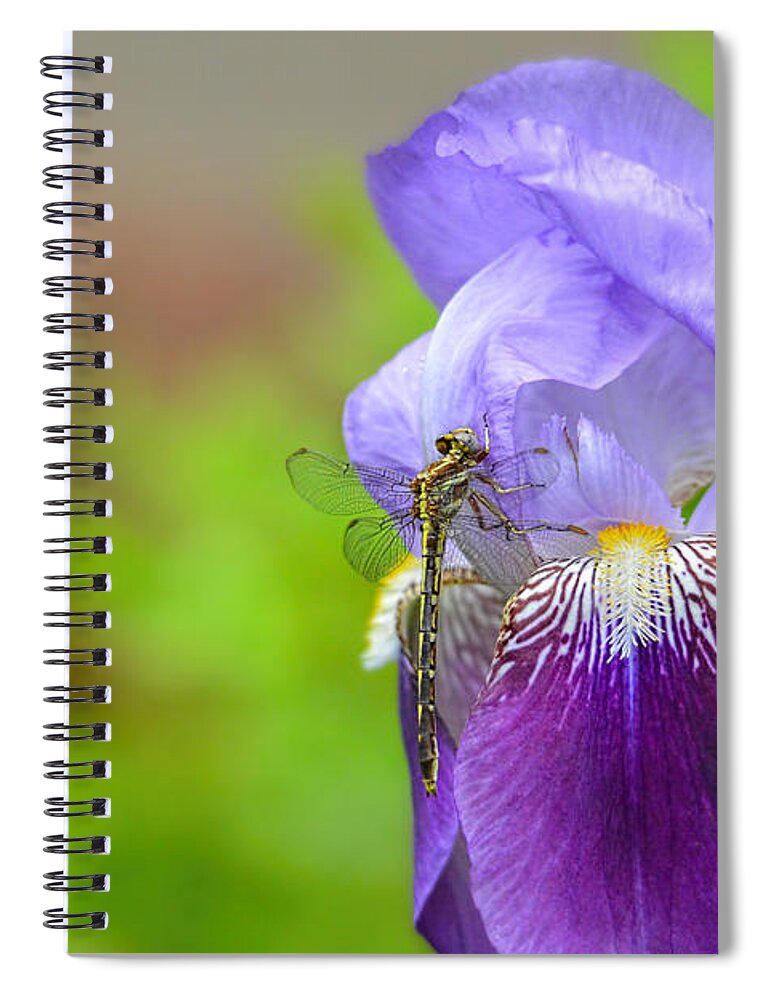 Iris Germanica Spiral Notebook featuring the photograph Iris and the Dragonfly 5 by Jai Johnson