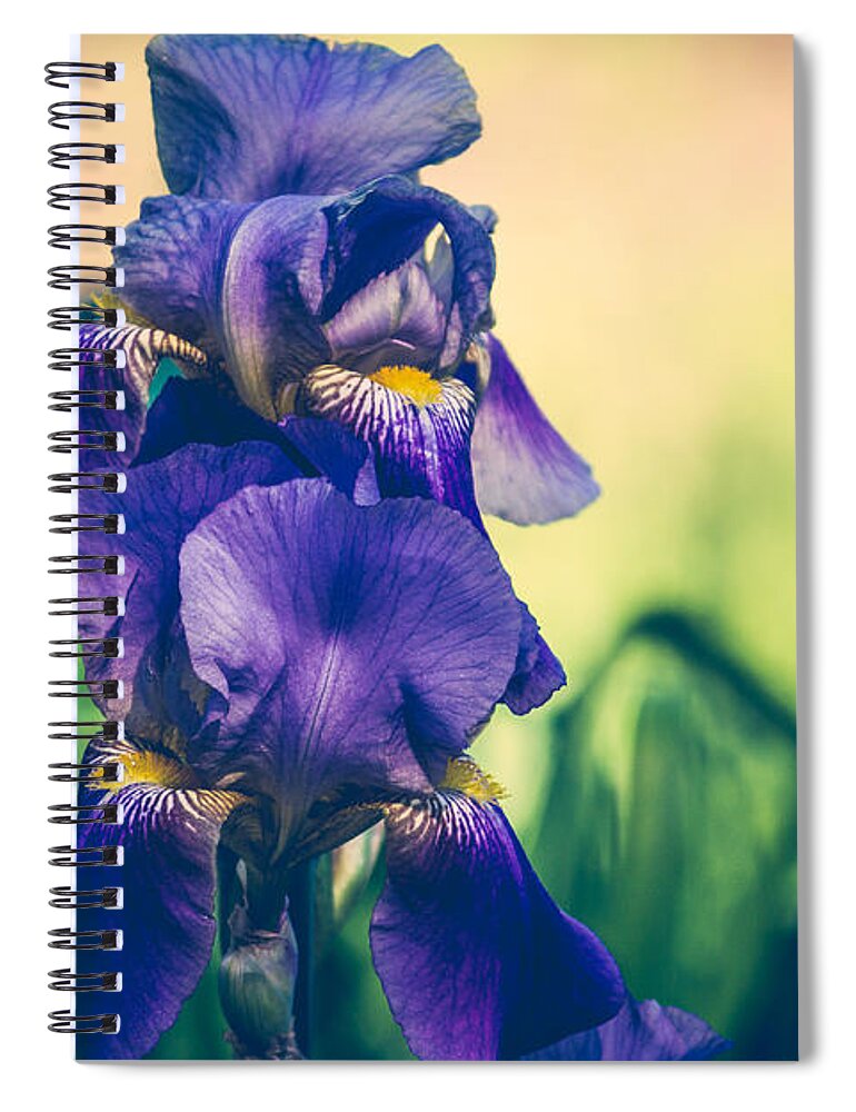 Iris Spiral Notebook featuring the photograph Iris Beauty by Sara Frank