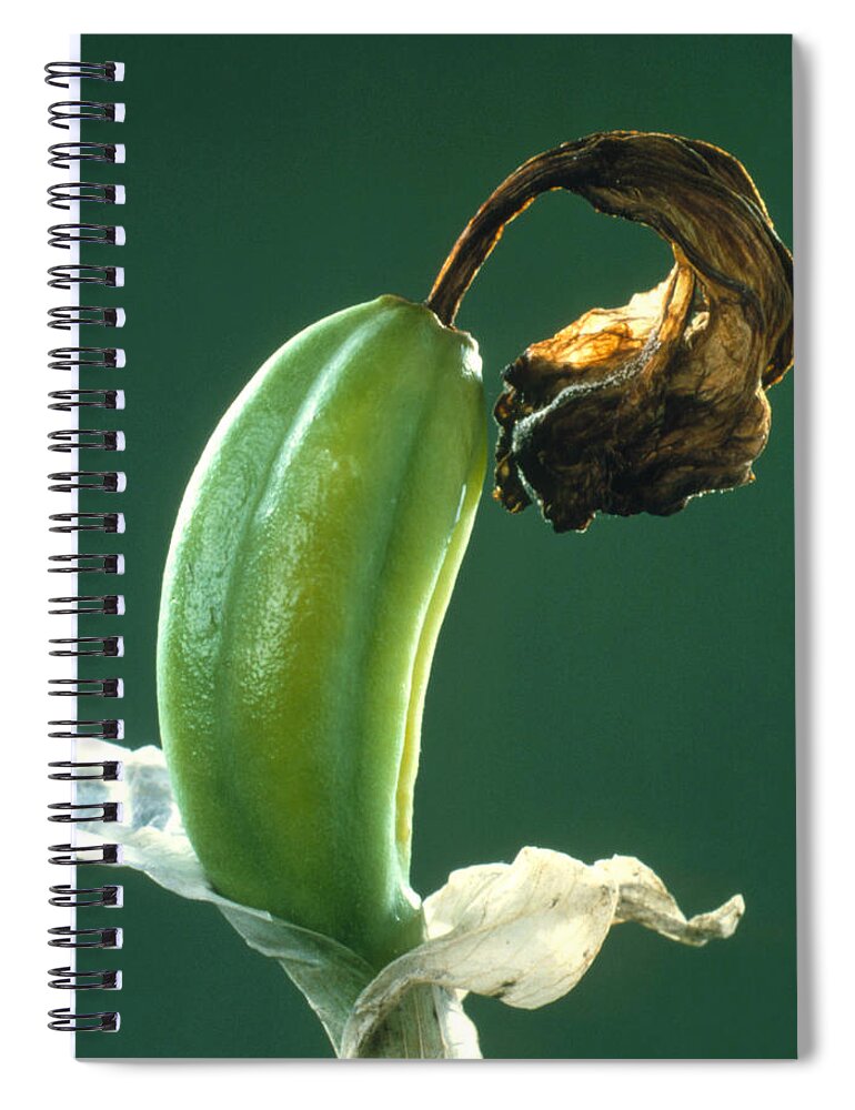 Bloom Spiral Notebook featuring the photograph Iris Fruiting Body by Perennou Nuridsany