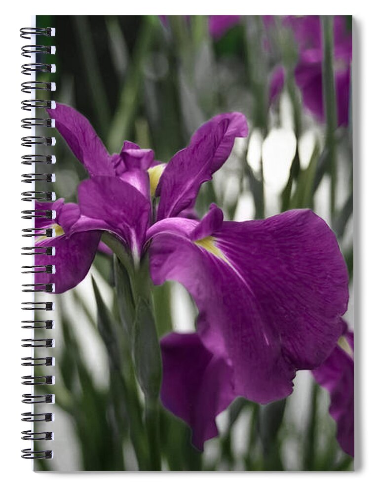 35mm Spiral Notebook featuring the photograph Iris on Pond's Edge by Penny Lisowski