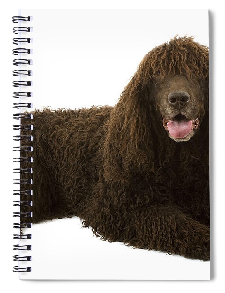 Dog Spiral Notebook featuring the photograph Irish Water Spaniel by Jean-Michel Labat