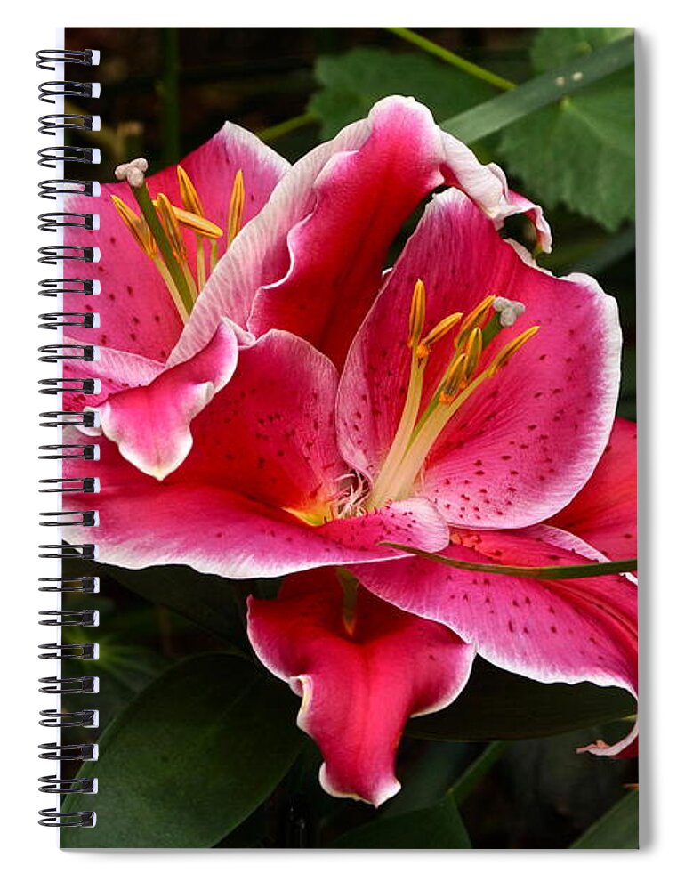 Lilium Spiral Notebook featuring the photograph Irresistible by Byron Varvarigos