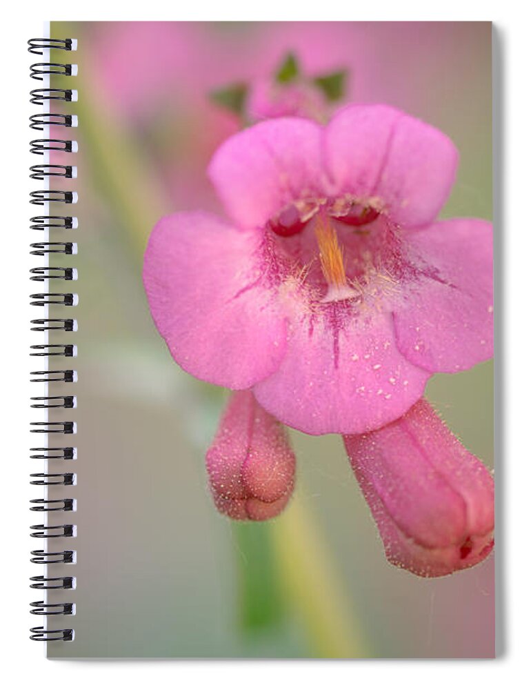 Penstemon Spiral Notebook featuring the photograph It's Pink by Tamara Becker