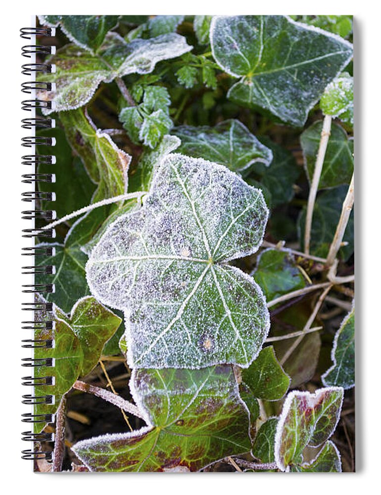 Ivy Spiral Notebook featuring the photograph Ivy leaves by Spikey Mouse Photography