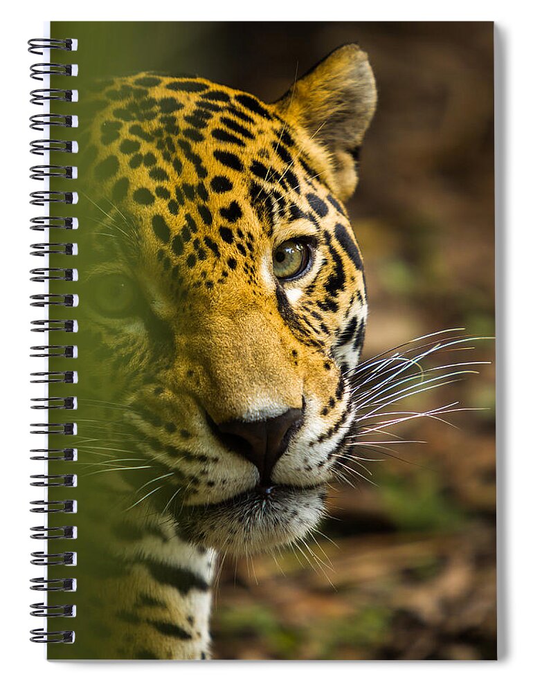 Jaguar Spiral Notebook featuring the photograph Jaguar by Raul Rodriguez