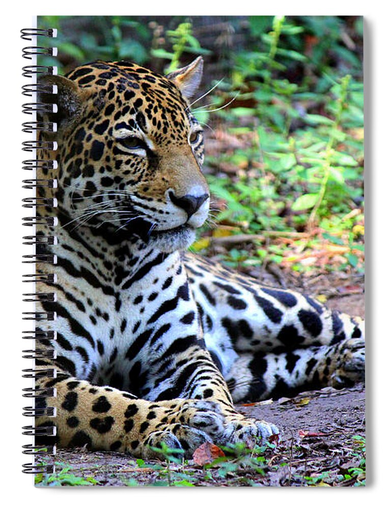 Big Cats Spiral Notebook featuring the photograph Jaguar Resting from Play by Kathy White