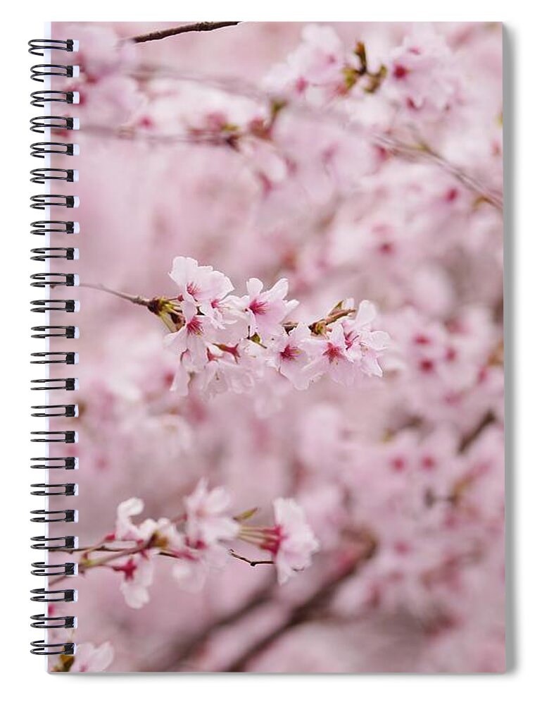 Outdoors Spiral Notebook featuring the photograph Japanese Cherry Blossoms by Rolfo
