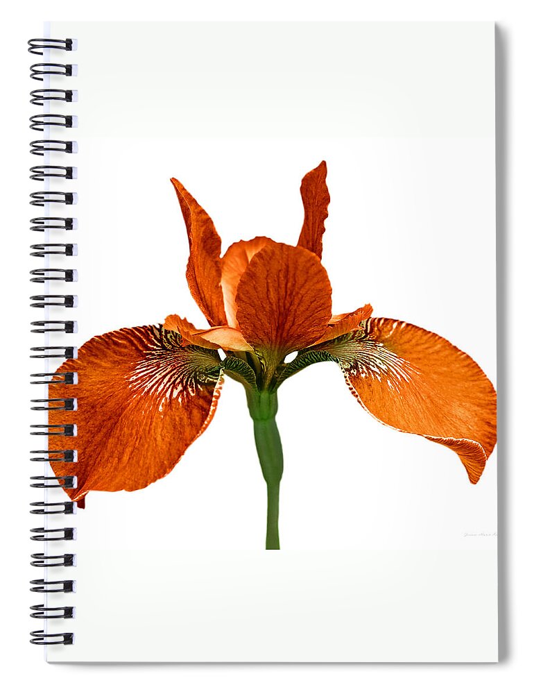 Iris Spiral Notebook featuring the photograph Japanese Iris Orange White Three by Jennie Marie Schell