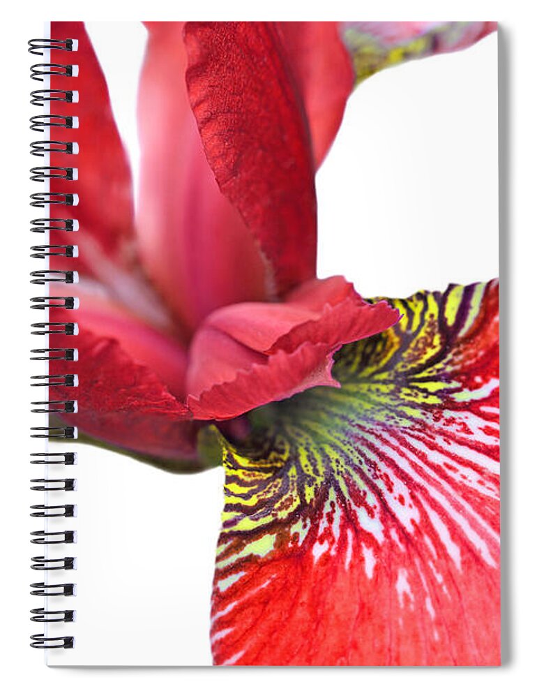 Iris Spiral Notebook featuring the photograph Japanese Iris Red White Five by Jennie Marie Schell