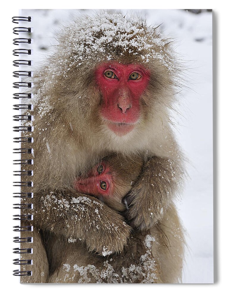 Thomas Marent Spiral Notebook featuring the photograph Japanese Macaque Warming Baby by Thomas Marent