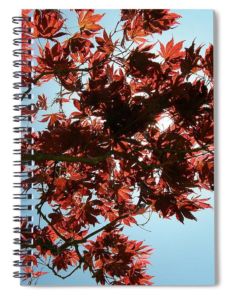 Japanese Maple Spiral Notebook featuring the photograph Japanese Maple Against Blue Sky by Bev Conover