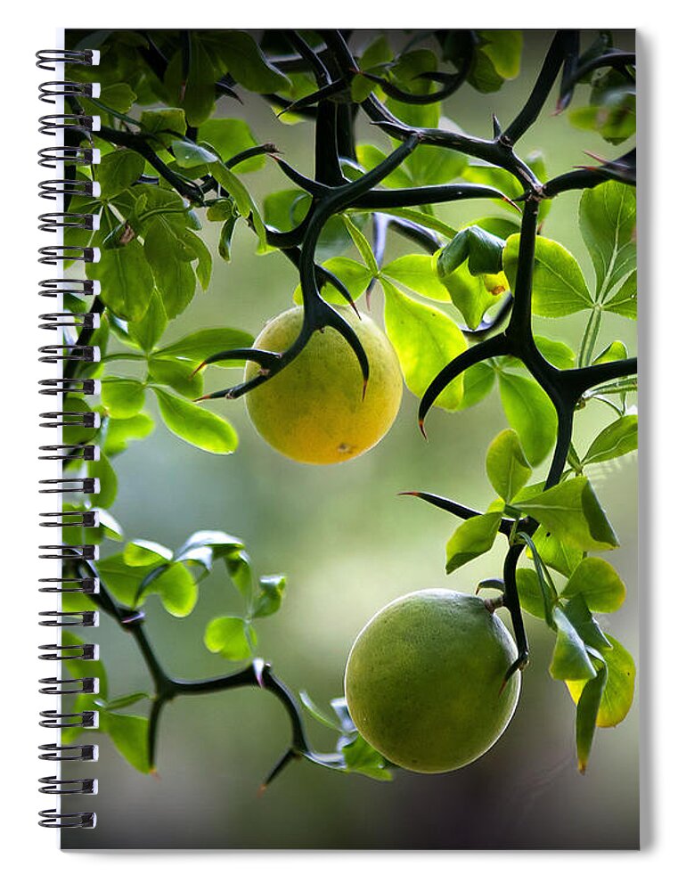 Flying Spiral Notebook featuring the photograph Japanese Orange Tree by Farol Tomson