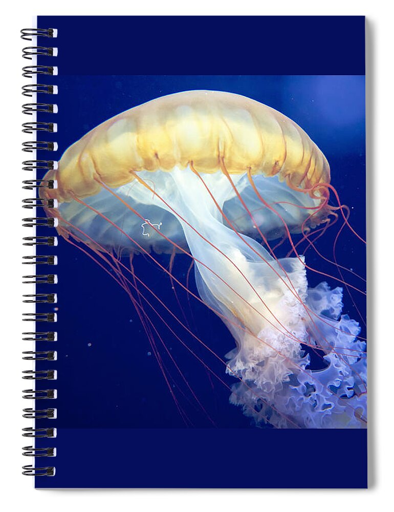 Japanese Sea Nettle Spiral Notebook featuring the photograph Japanese Sea Nettle Chrysaora Pacifica by Mary Lee Dereske