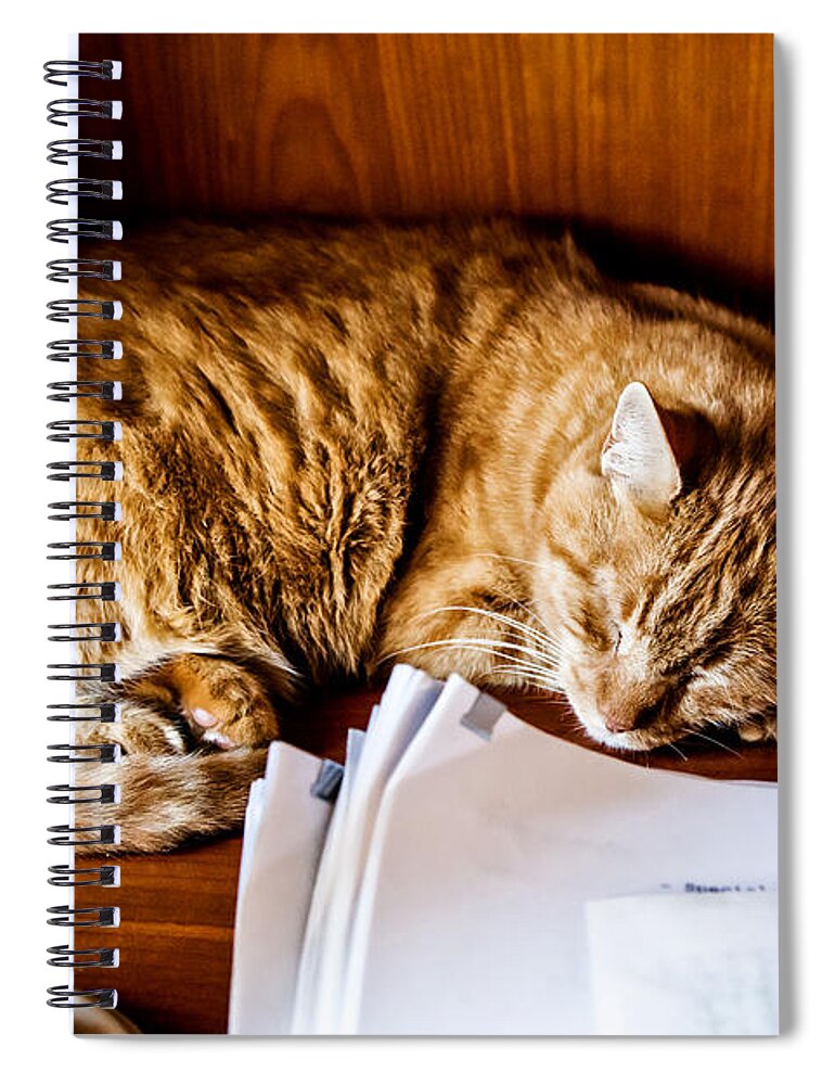 Christopher Holmes Photography Spiral Notebook featuring the photograph JC Napping by Christopher Holmes