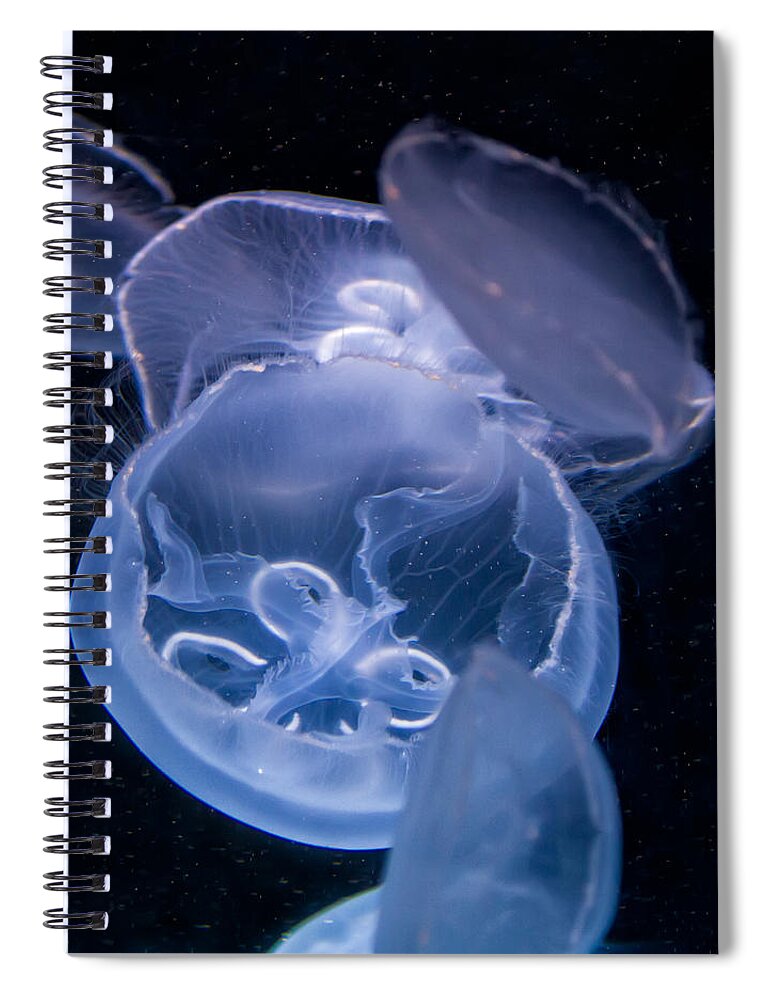 Fish Spiral Notebook featuring the photograph Jellyfish by Tim Stanley