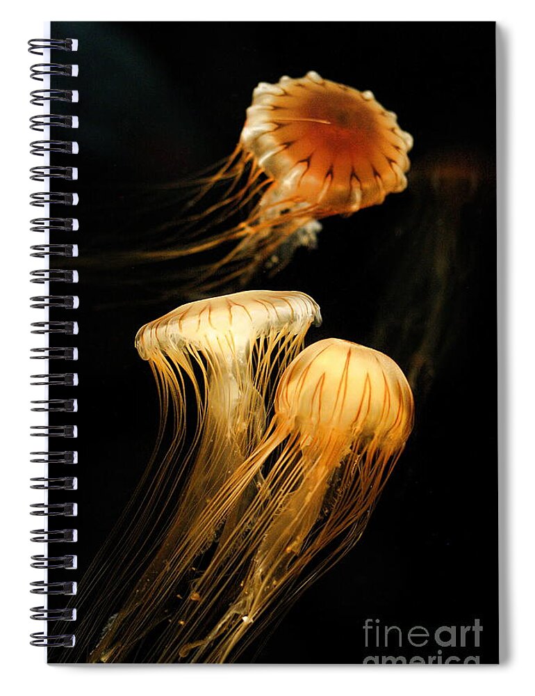 Coastal Spiral Notebook featuring the photograph Jellyfish Trio Floating Against a Black by Angela Rath