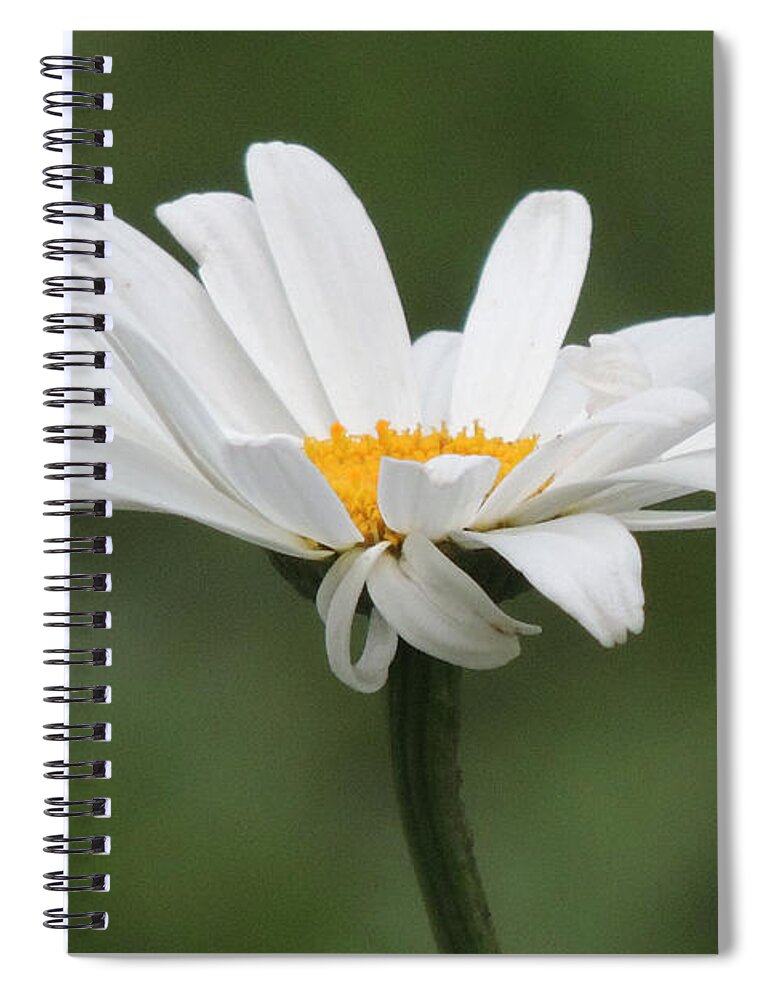 Dakota Spiral Notebook featuring the photograph Juli's Daisy by Greni Graph