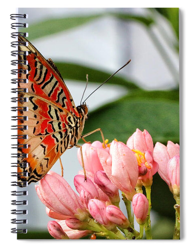 Butterfly Spiral Notebook featuring the photograph Just Pink Butterfly by Shari Nees
