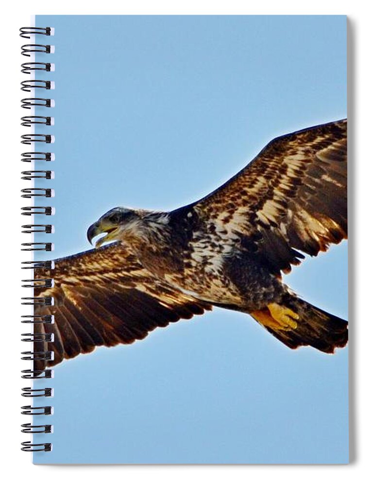 Juvenile Spiral Notebook featuring the photograph Juvenile Bald Eagle In Flight Close Up by Jeff at JSJ Photography