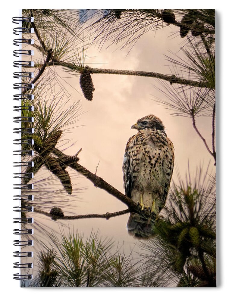Bird Art Spiral Notebook featuring the photograph Juvenile Red Shouldered Hawk 06.07.2014 by Jai Johnson