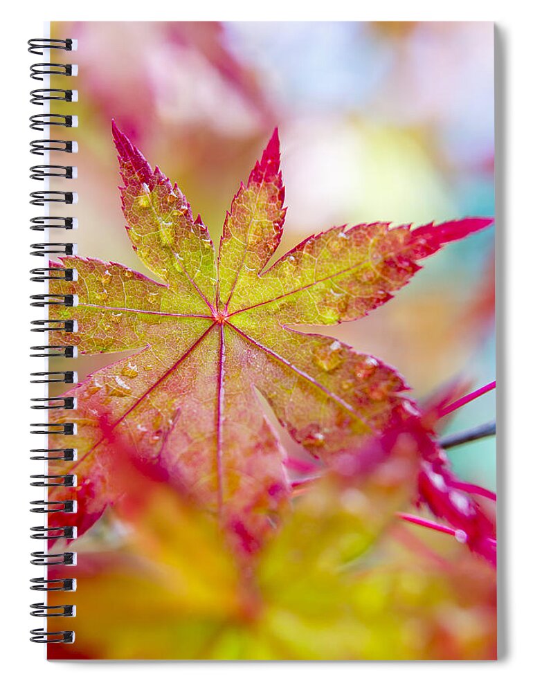 Autumn Leaves Spiral Notebook featuring the photograph Kaleidoscope by Caitlyn Grasso