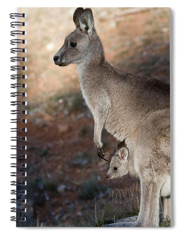 Australia Spiral Notebook featuring the photograph Kangaroo and joey by Steven Ralser