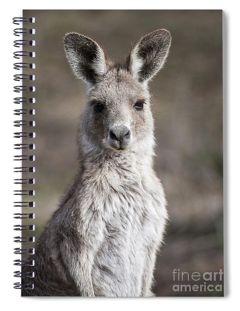 Australia Spiral Notebook featuring the photograph Kangaroo by Steven Ralser