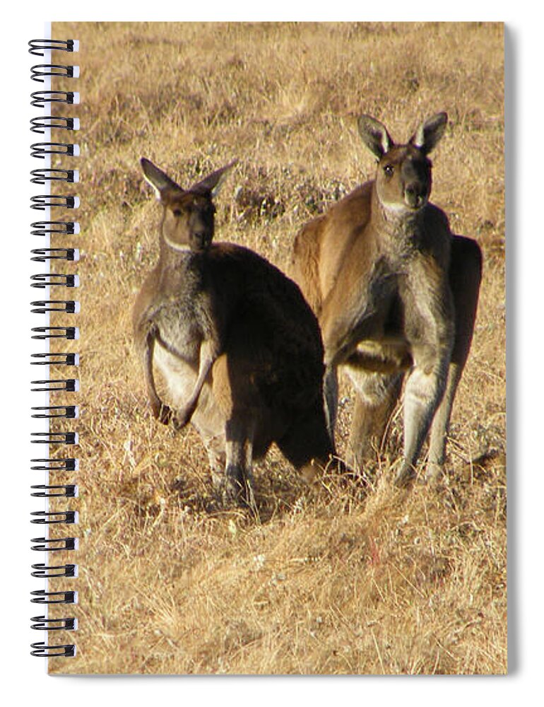 Australia Spiral Notebook featuring the photograph Kangaroo Twosome - Western Australia by Phil Banks