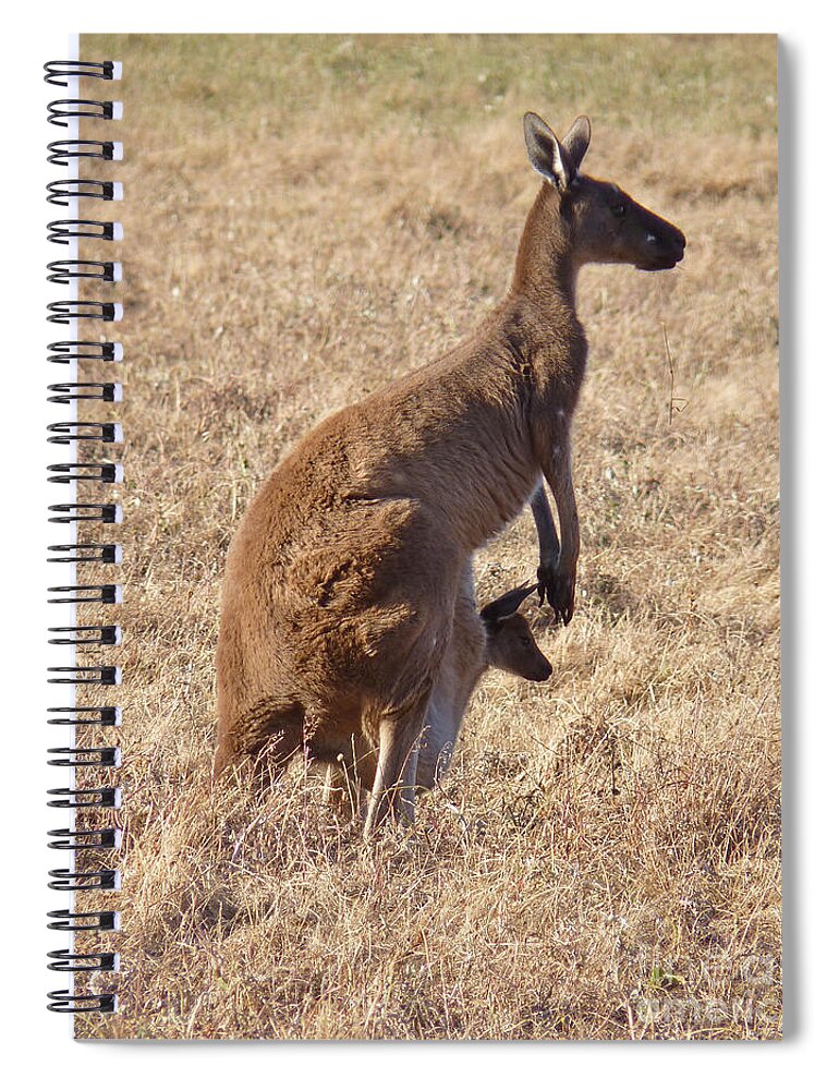 Australia Spiral Notebook featuring the photograph Kangaroo with Joey - Western Australia by Phil Banks