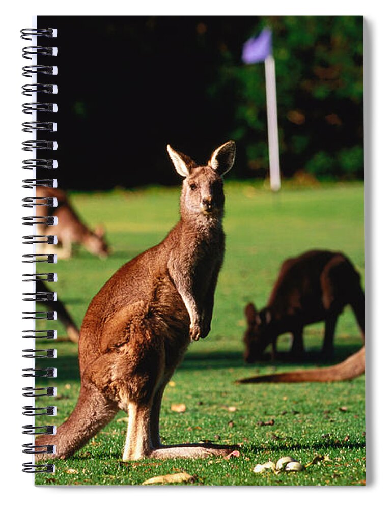 Shadow Spiral Notebook featuring the photograph Kangaroos Grazing On Golf Course by John W Banagan
