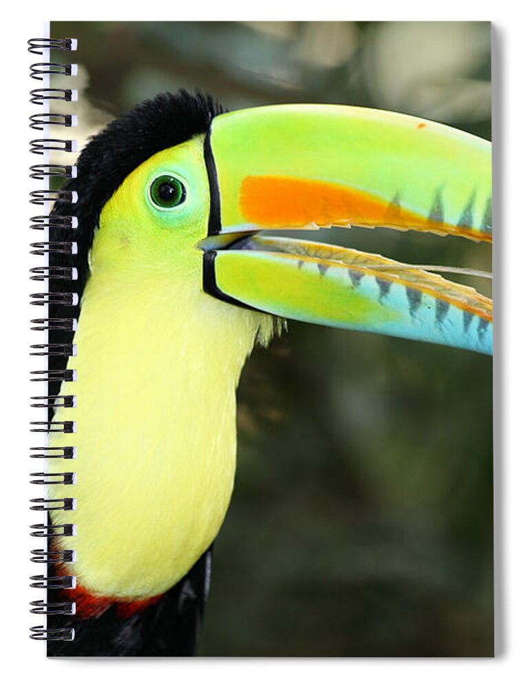 Toucan Spiral Notebook featuring the photograph Keel billed toucan by James Brunker