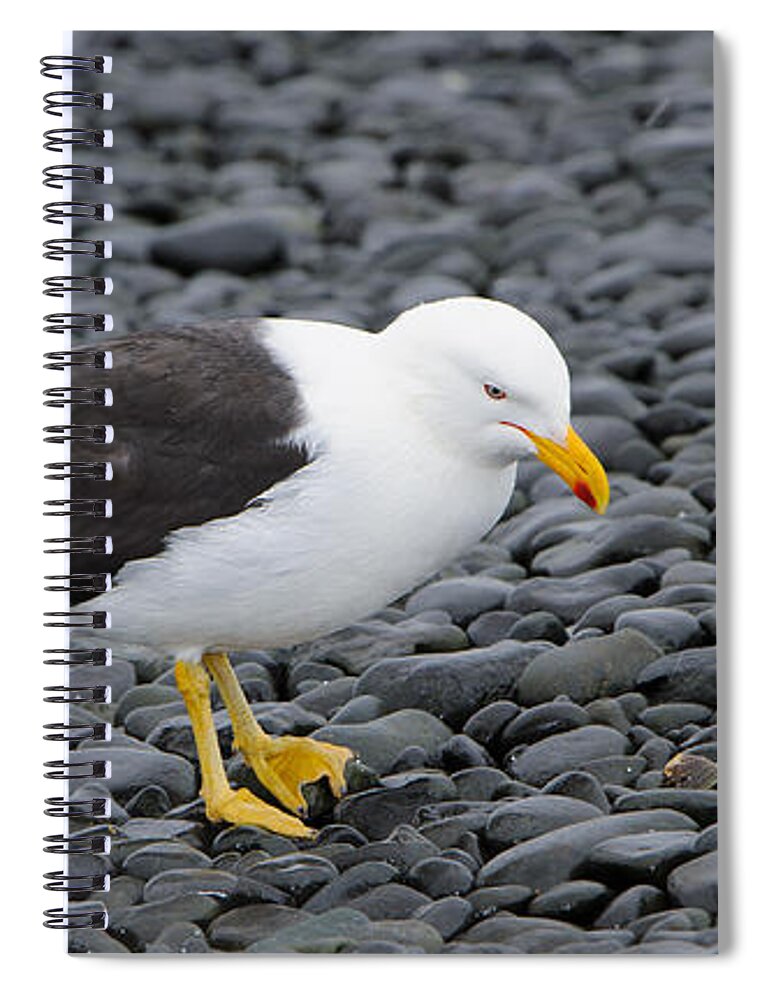 Nature Spiral Notebook featuring the photograph Kelp Gull by John Shaw