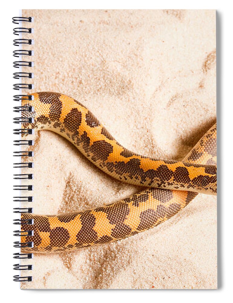 Animal Spiral Notebook featuring the photograph Kenyan Sand Boa Eryx Colubrinus by David Kenny