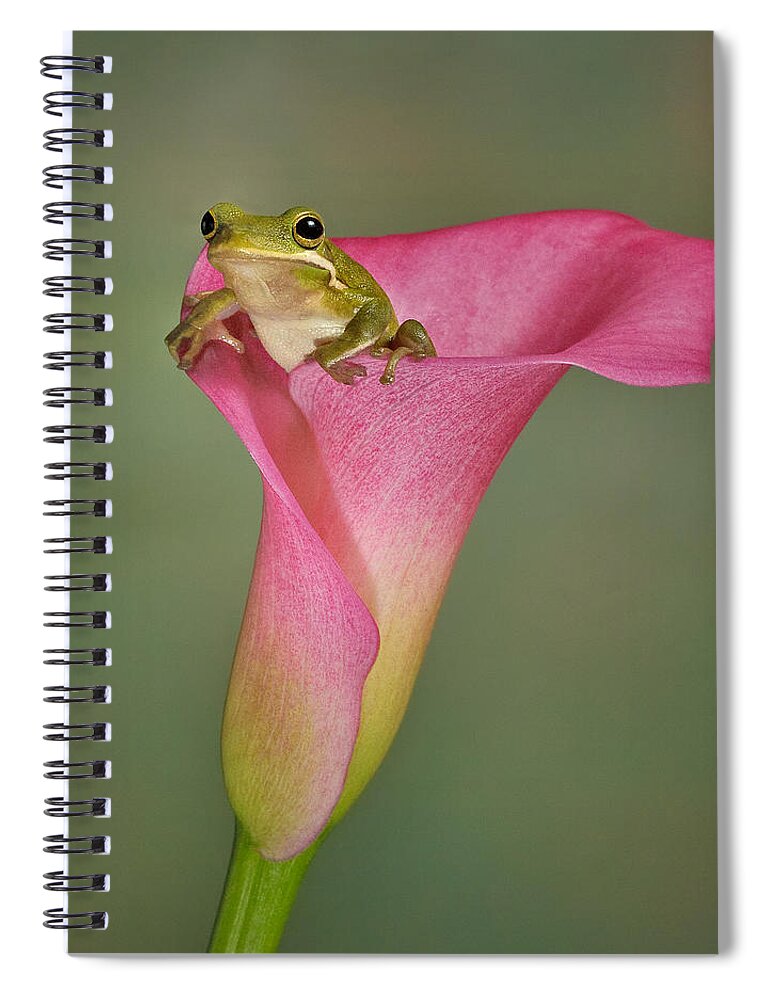 Calla Spiral Notebook featuring the photograph Kermit Peeking Out by Susan Candelario
